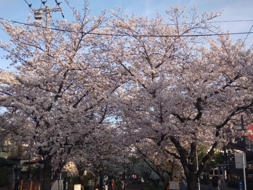 近所の桜