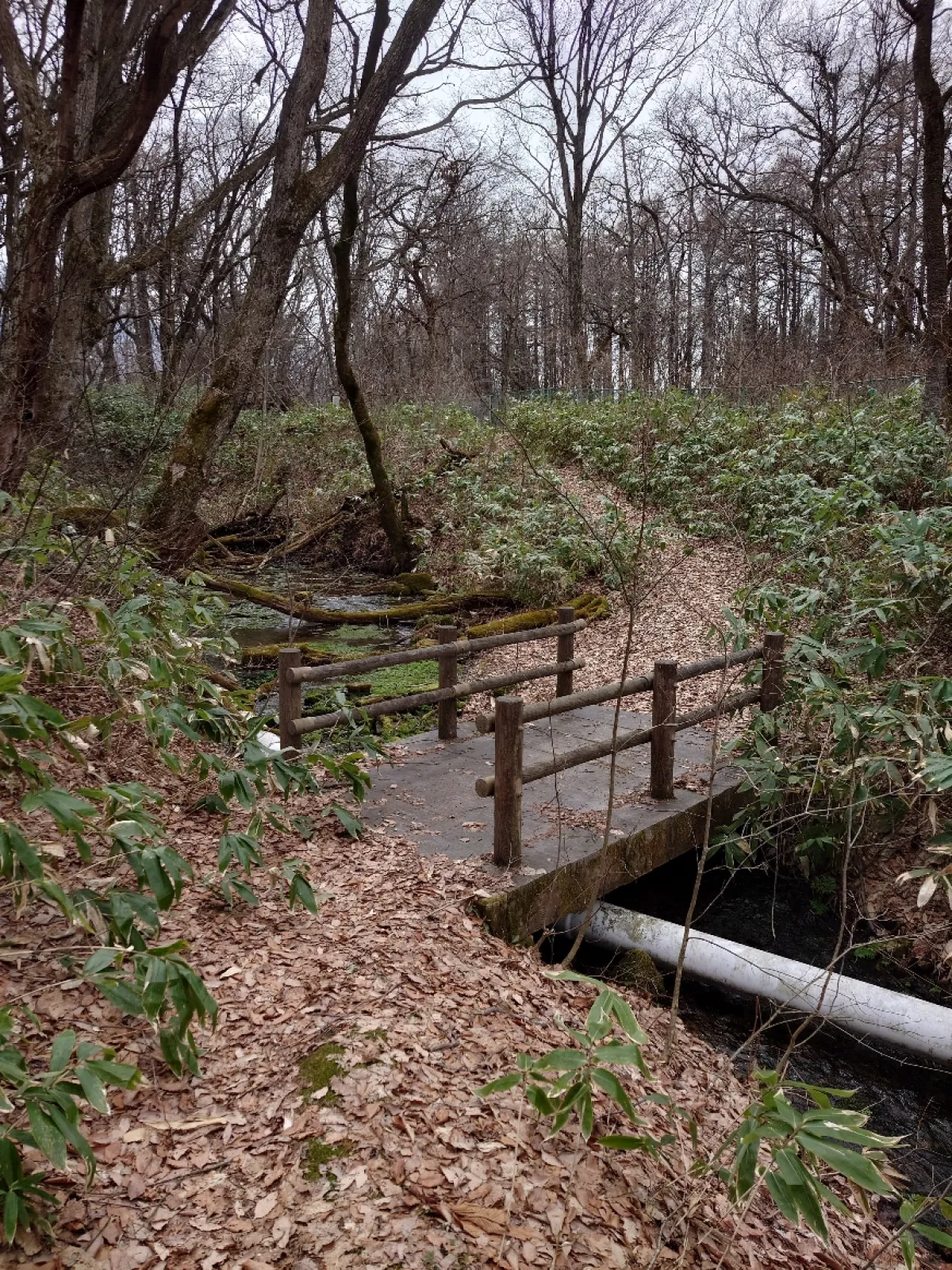 ここは夏場は熊笹と雑草で来るのにとっても大変なので、春先や晩秋の時に来るのがお勧めです。