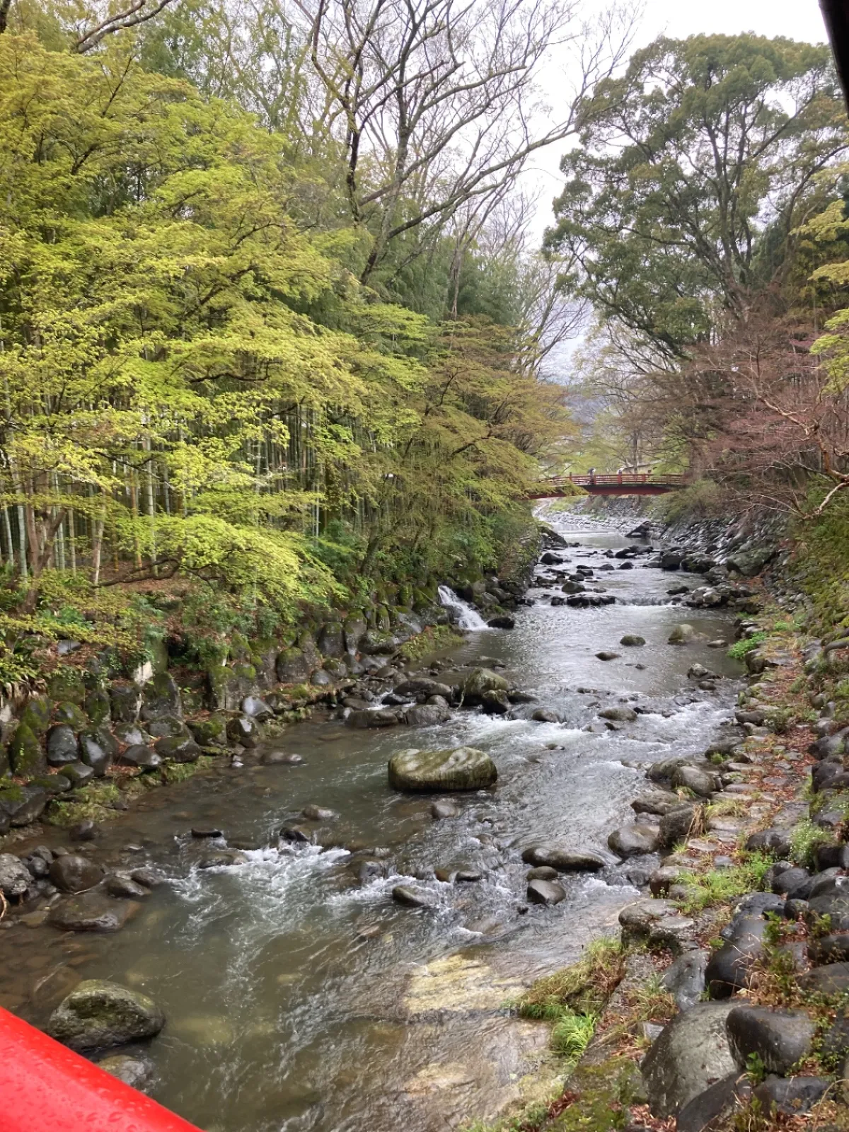 桂川の新緑のはじまりは、雨の中で清々しく、活力の源になります。