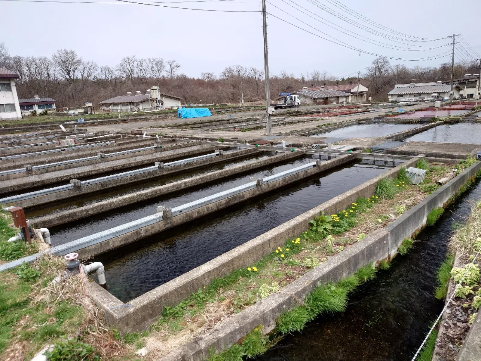 部外者立ち入り禁止のネットがあるけど外から近くの生け簀を覗けます。
