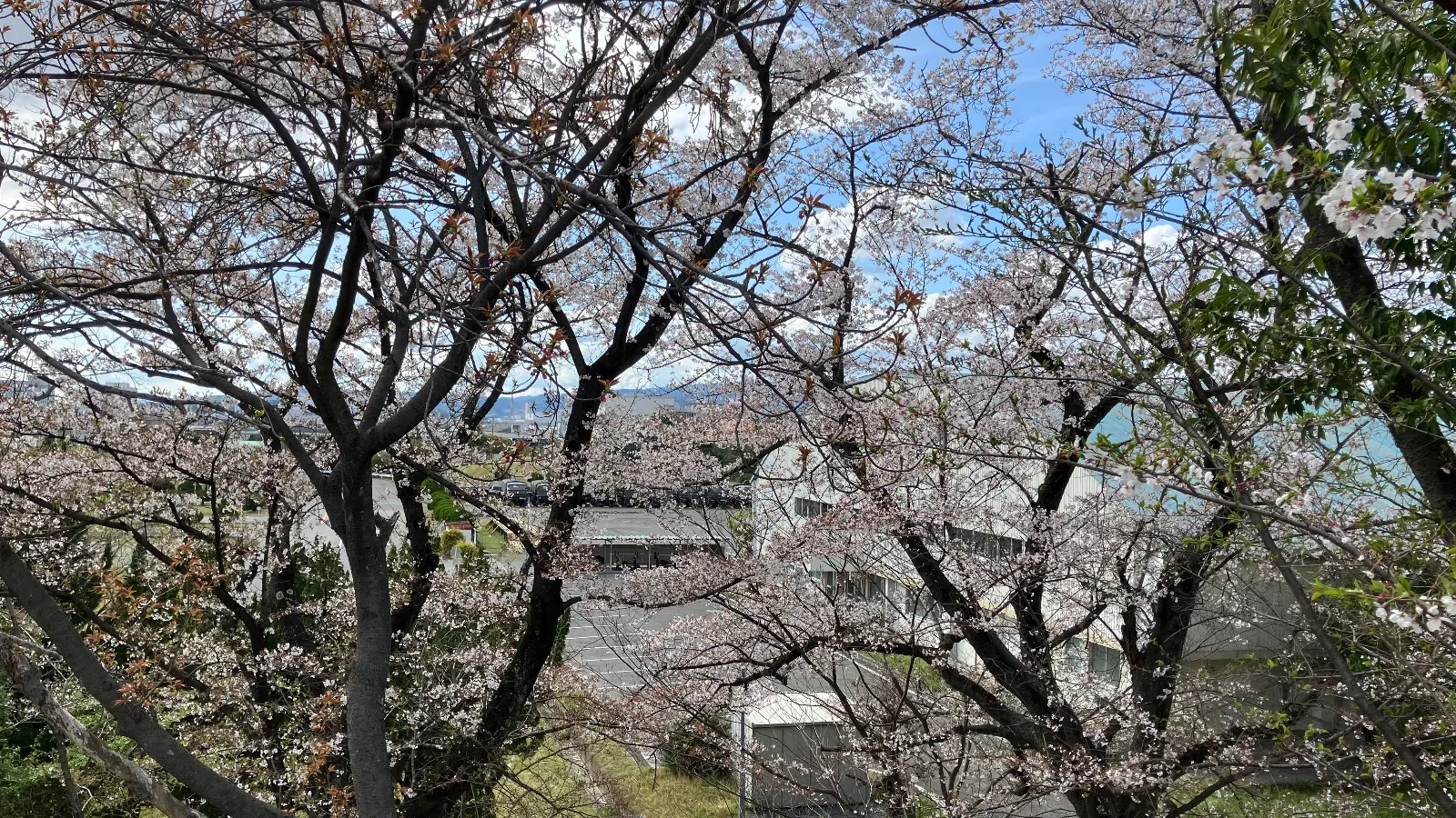 2026年の花見は大久保駐屯地で桜散策
https://mixi.social/@MaCH_3/posts/34390cc7-33dd-4ec4-b510-59f4a6d59ee9
https://mobila-carlife.jp/sns/post/3c76c519ee634e6e912ec0c3ddd12105/