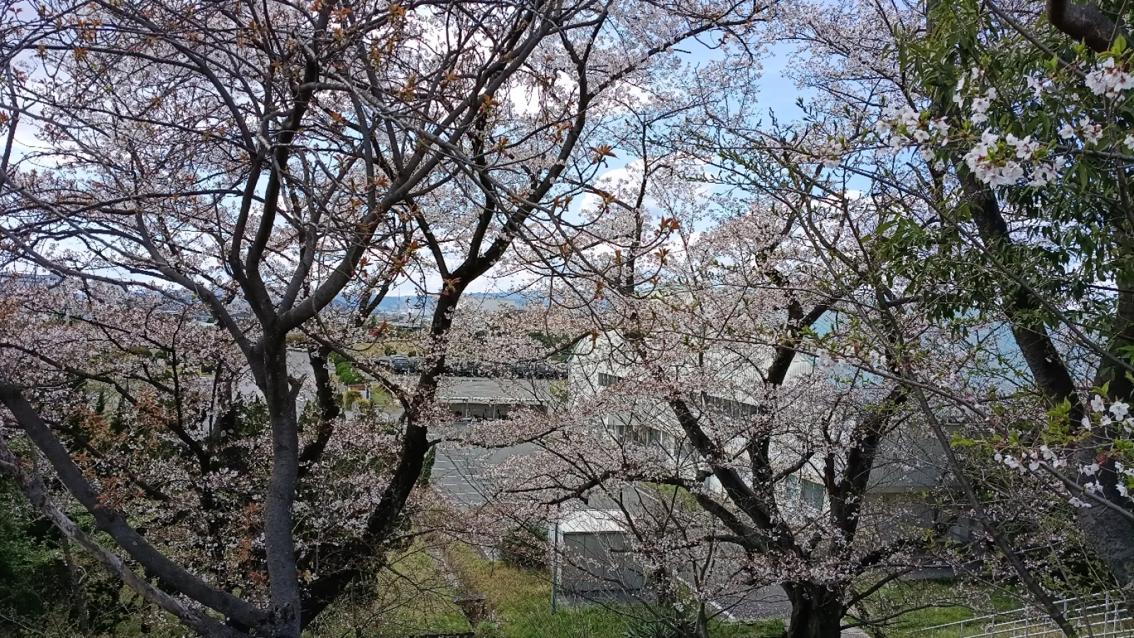 今年の花見、桜見物は大久保駐屯地…
https://mixi.social/@MaCH_3/posts/34390cc7-33dd-4ec4-b510-59f4a6d59ee9