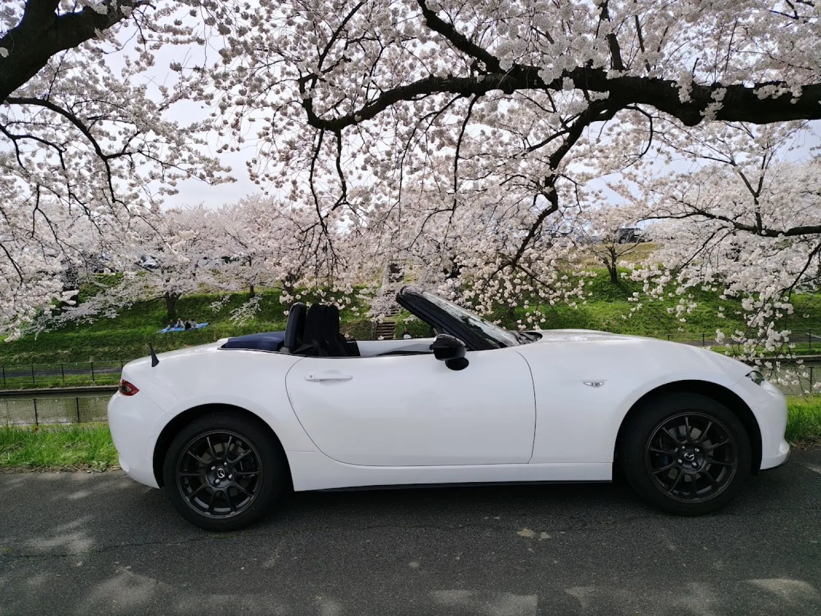 たった３日で満開です。
同じ場所で撮影しました。