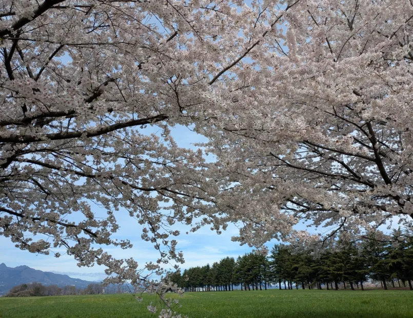 千本桜 見たかった