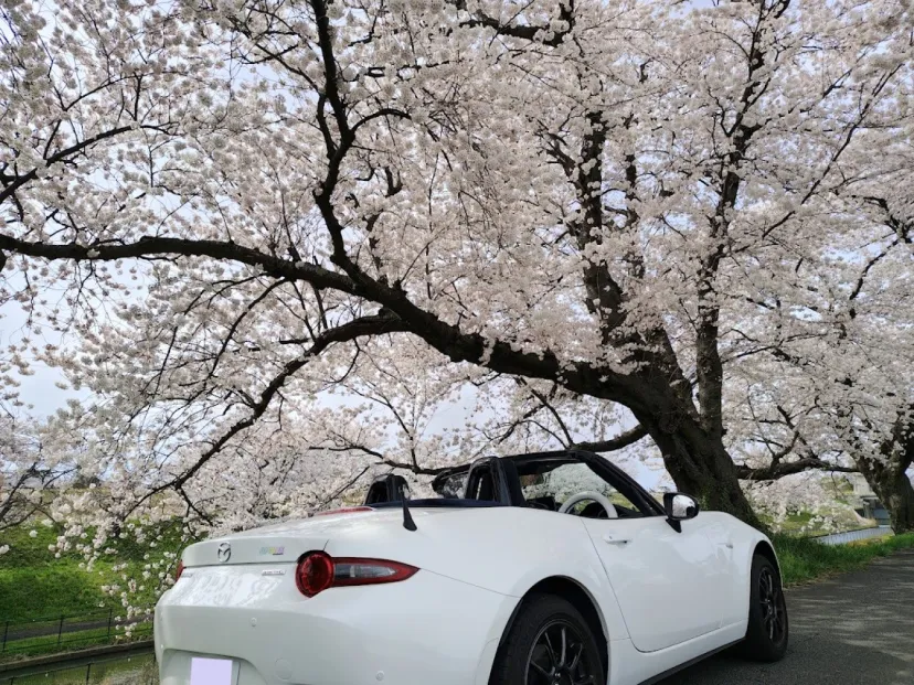 今日が満開の桜の下で・・・