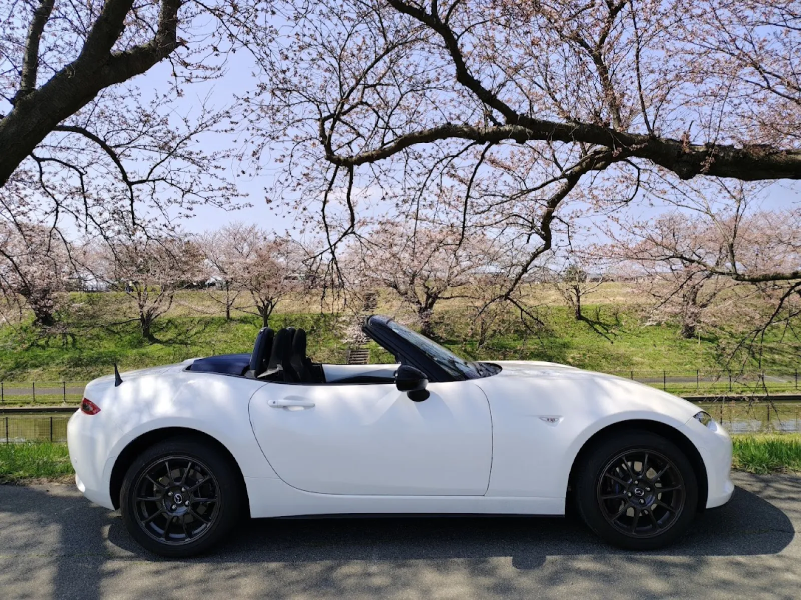 ちなみに４月３日はこんな感じで蕾が多かったのですが・・・・