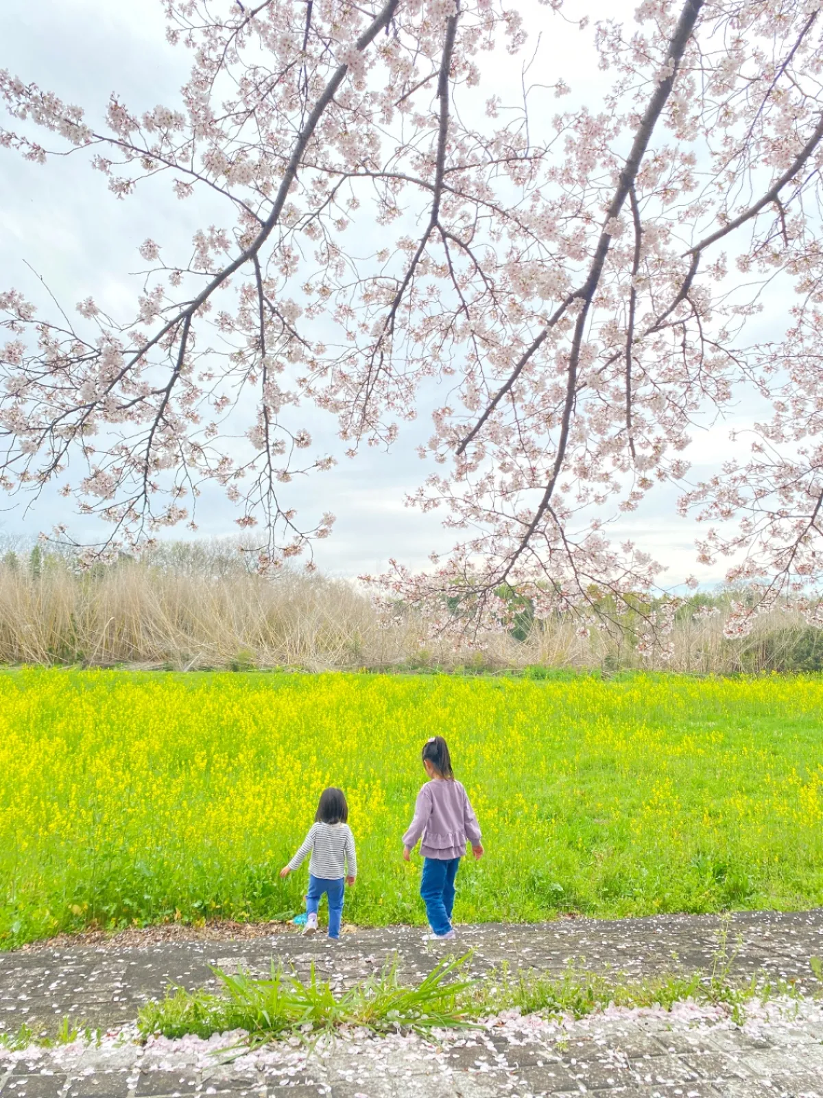 昨日は滋賀県の妹背の里にお花見に行ってきました🌸

さくらまつりでたくさんの人が来ていました。

桜と菜の花が満開でとても綺麗でした✨