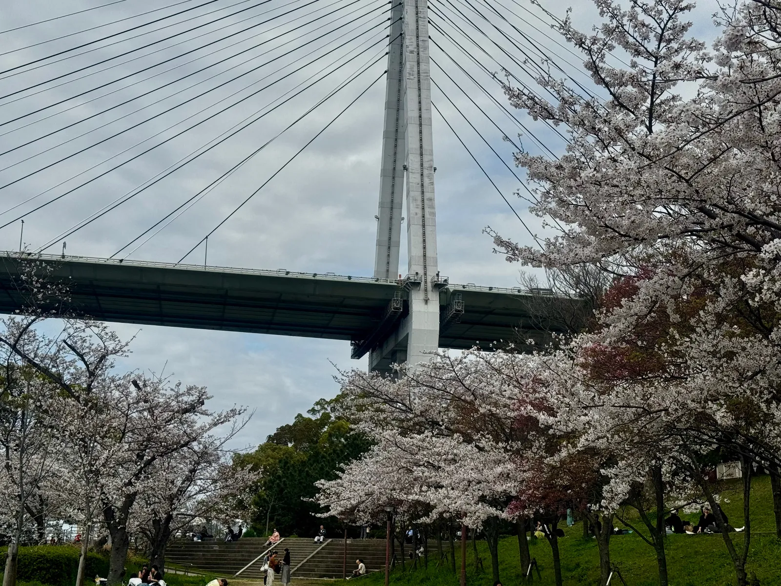 🌸下は大盛り上がり