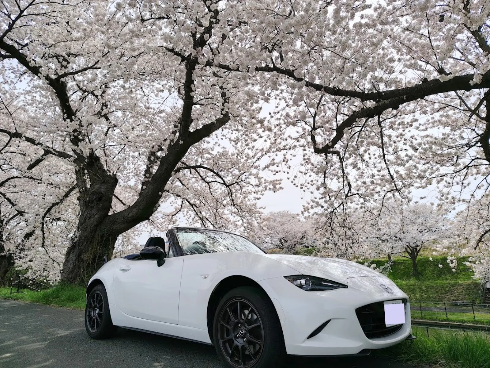 毎年この場所で写真を撮ります。
桜に抱かれた感じがいいですよね。