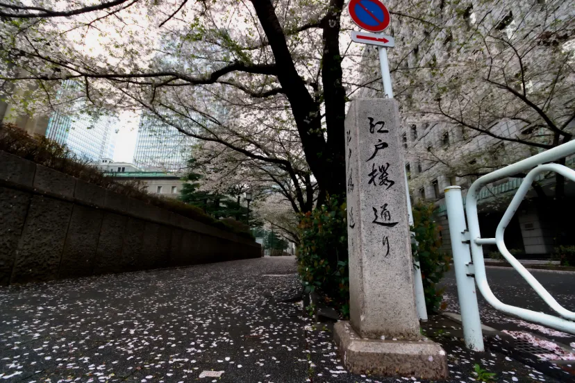 都内の桜ドライブ