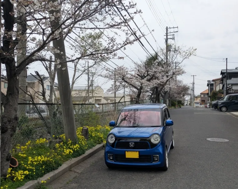 愛車と桜