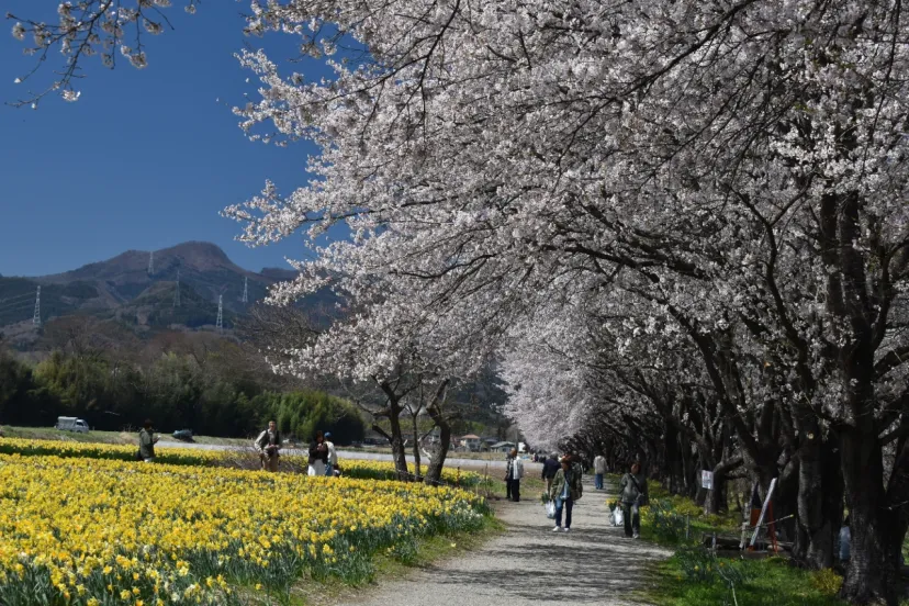 水仙と🌸桜の岩井親水公園
