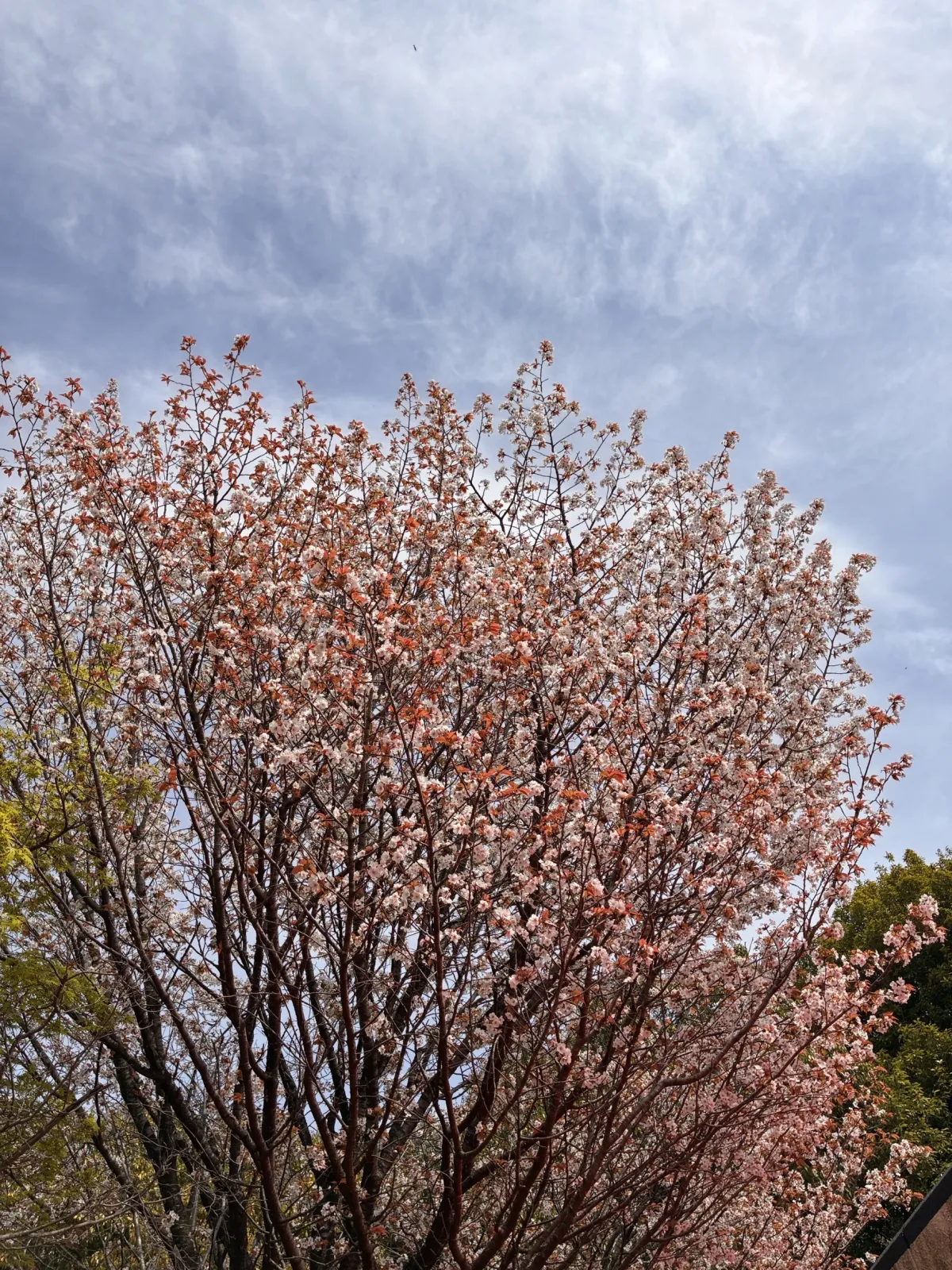 ヤマザクラが散り、桜が終了です