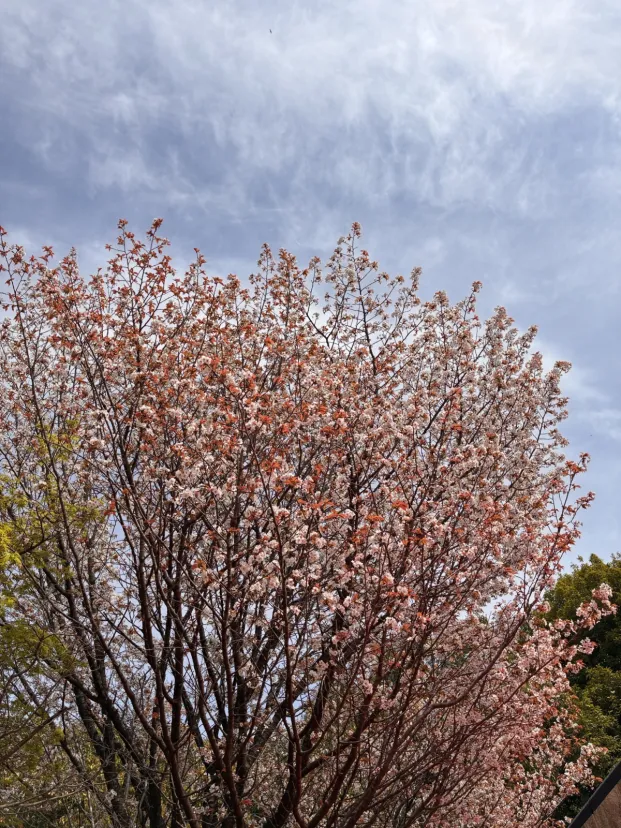 ヤマザクラが散ってきてます