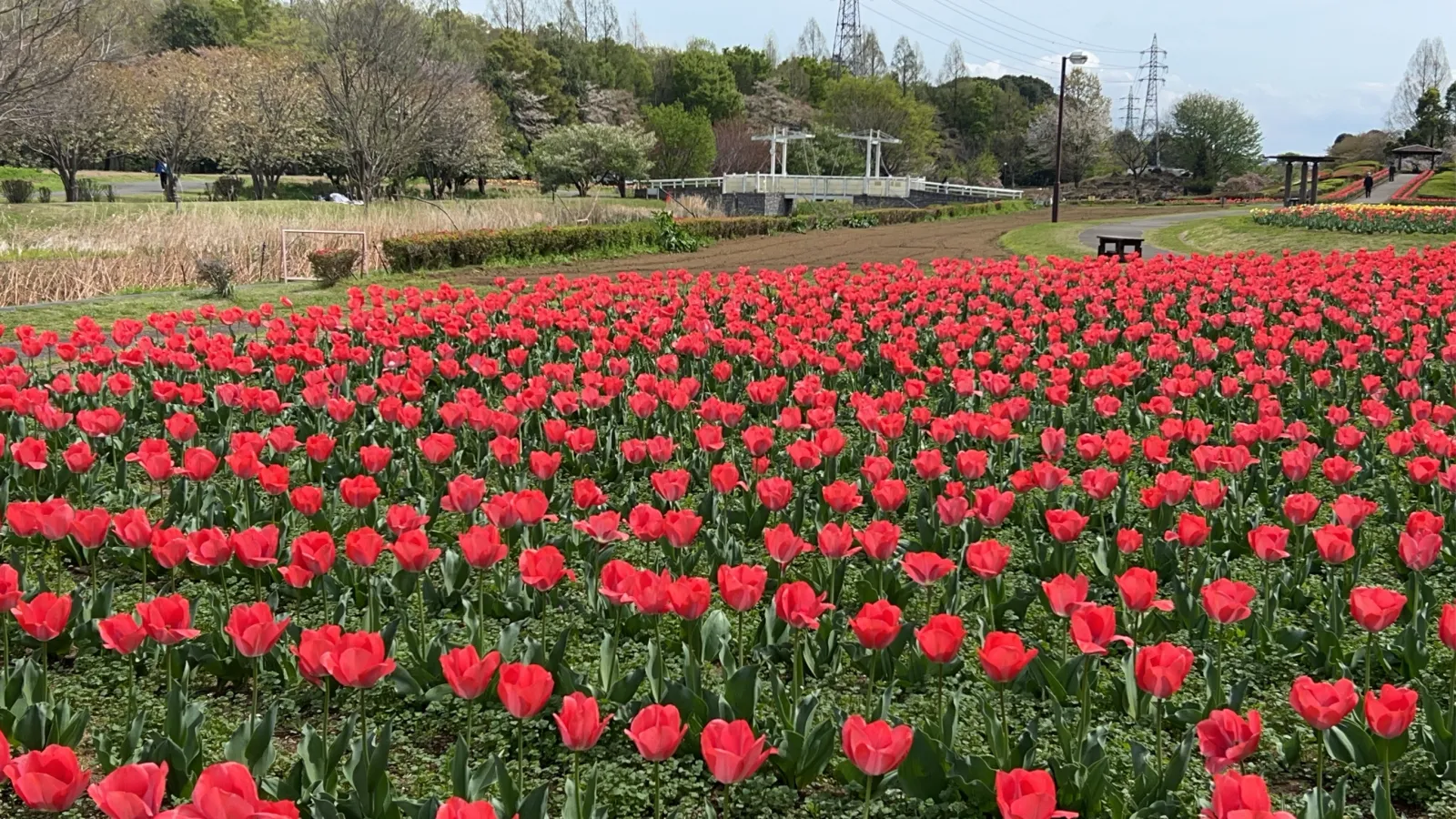 東京は桜も見頃を過ぎたので、埼玉の大宮花の丘農林公苑にチューリップを観に行ってきました
ななほしてんとう虫にも出会えましたよ〜
（＾Ｏ＾）／
桜もまだ咲いてました ♪