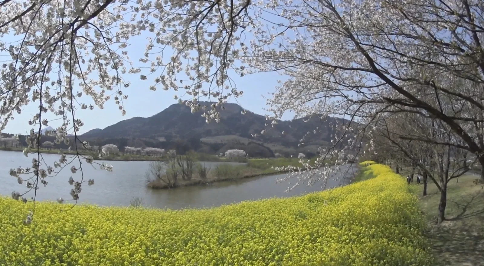 上堰潟（うわせきがた）公園ですね。
菜の花とのコラボが素敵です。
