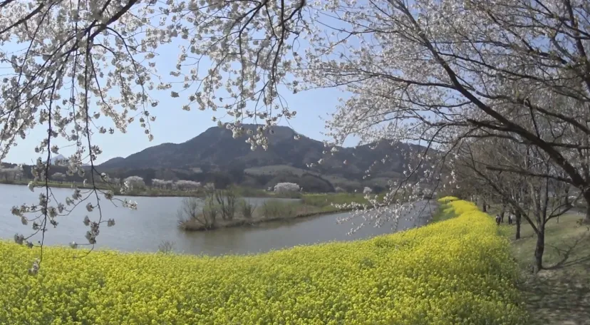 菜の花・桜・池・お山のコラボ