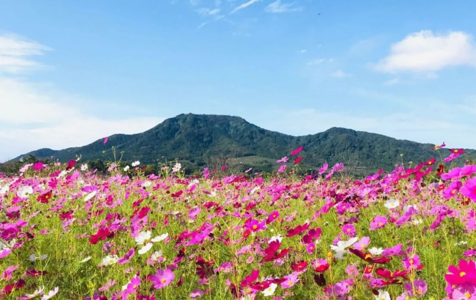 秋は秋桜も楽しめます。
ただし・・・