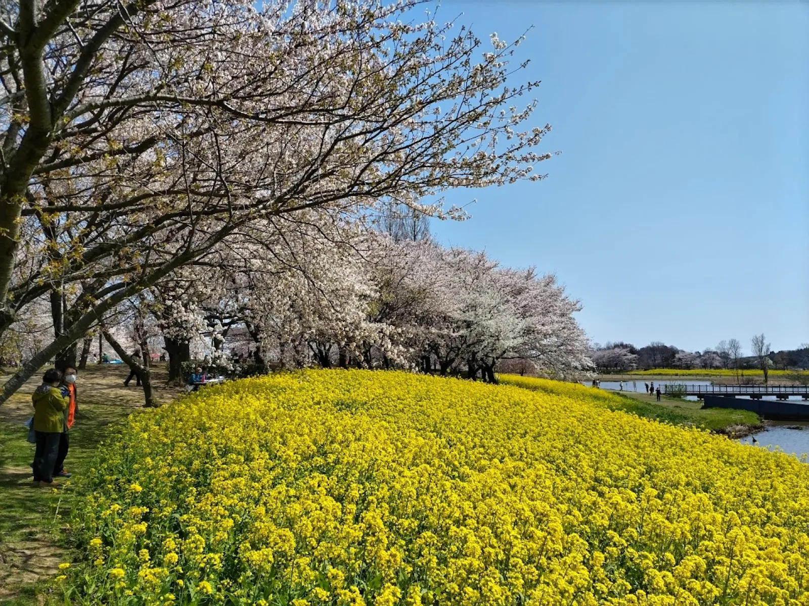 菜の花と桜のコラボは全国にたくさんありますが、さらに池とお山がみられるところは少ないでしょうね。
