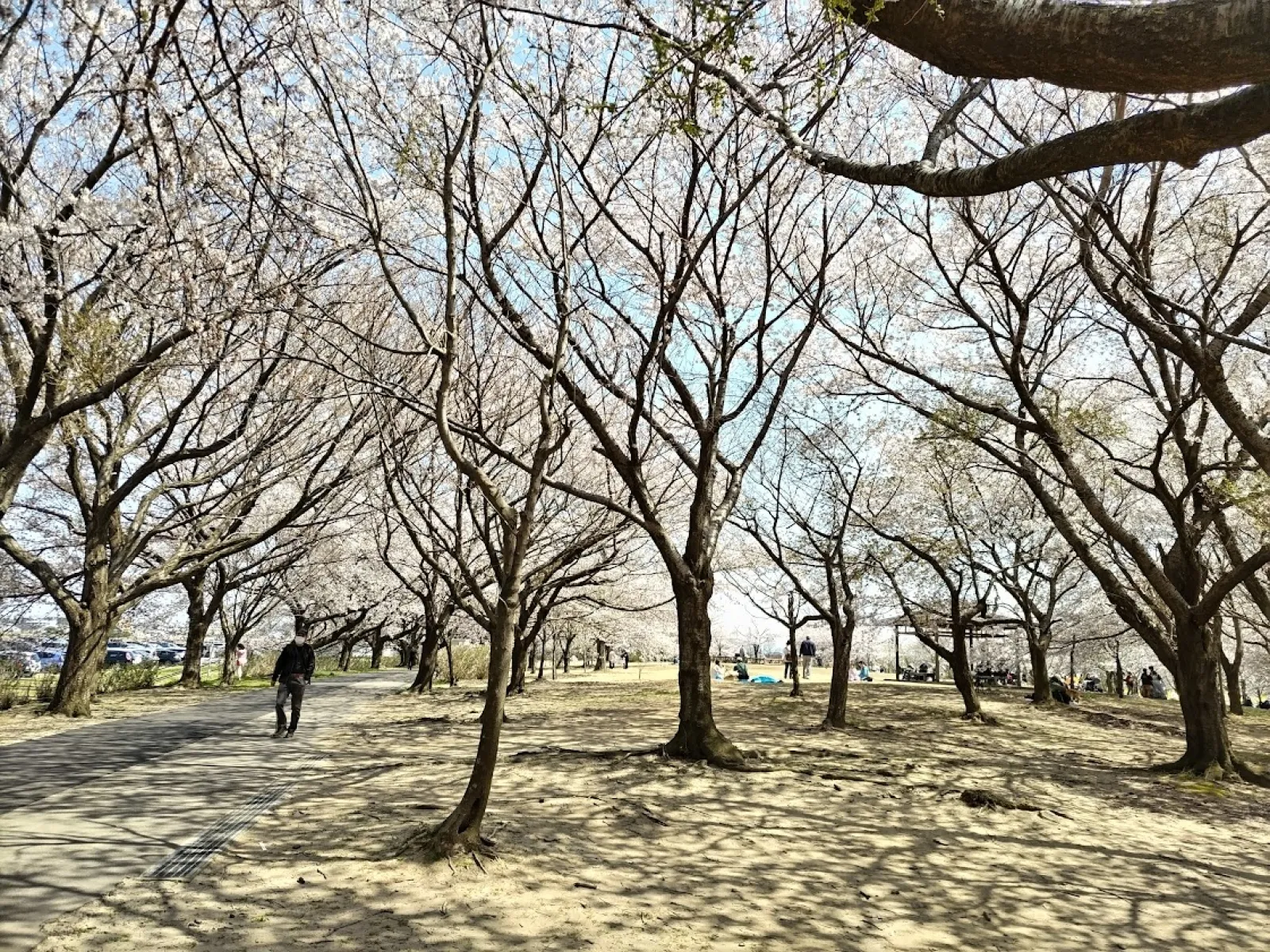 １周２kmの遊歩道があります。４５０本の桜の林をジョギングすることもできます。
しかも、桜だけではなく・・・
