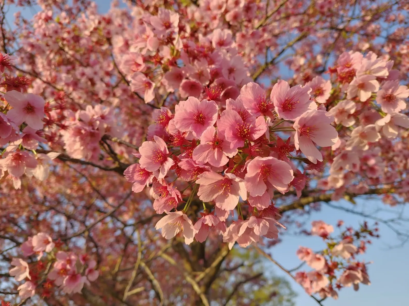 「陽光桜（ヨウコウザクラ）」の特徴は
陽光桜の見分けポイント
色: ソメイヨシノよりもずっと濃く、明るいピンク色（紅紫色）をしています。

花の特徴: 花が大きく、下向きに咲くことが多いです。花の中心部（しべのあたり）が赤っぽくなっているのも特徴です。
