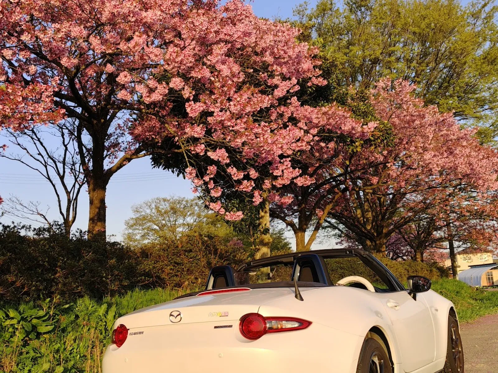 ここは道の両側に陽光桜が咲き誇る道です。
