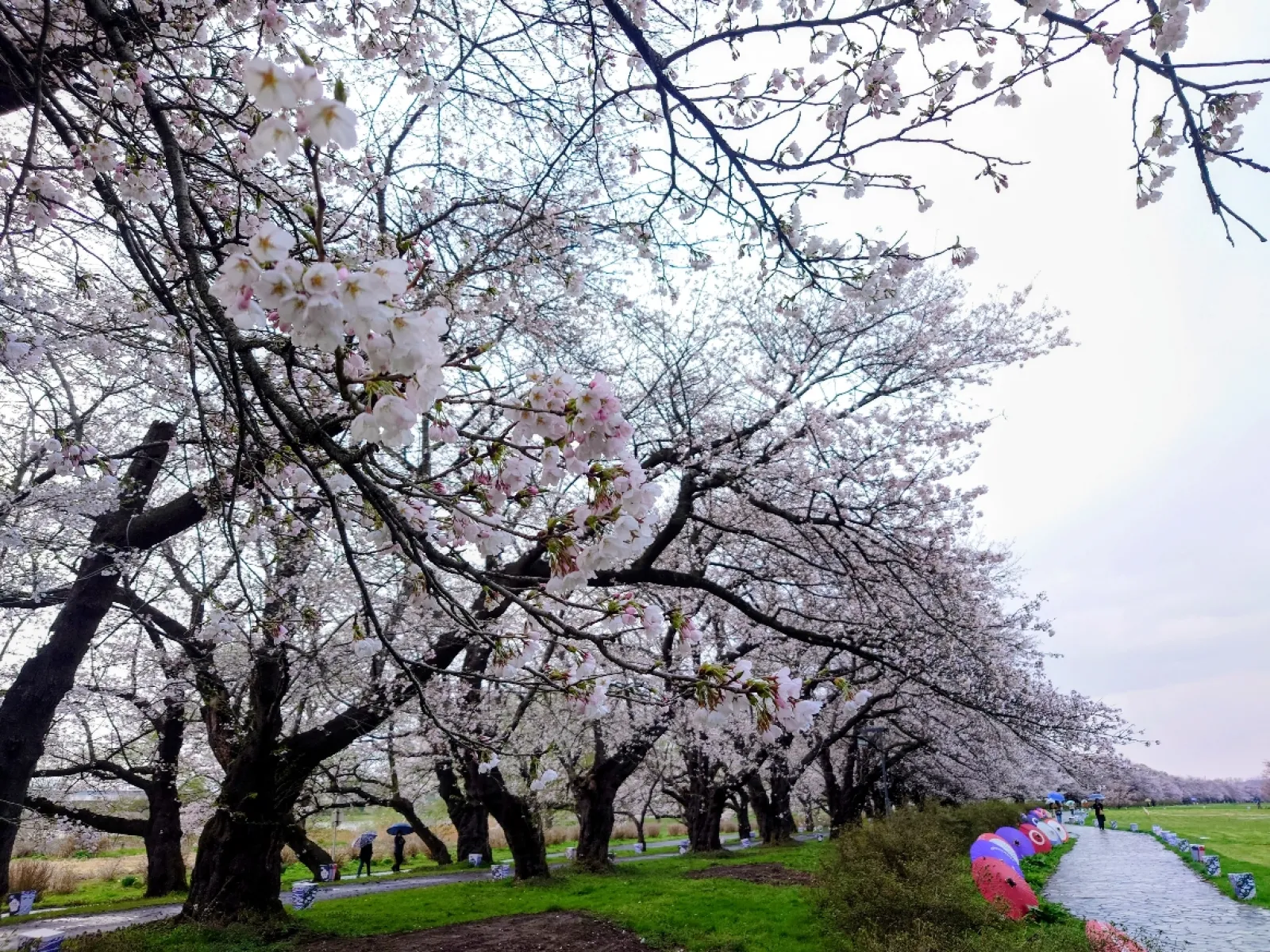 朝から雨が降っていた。
残念！