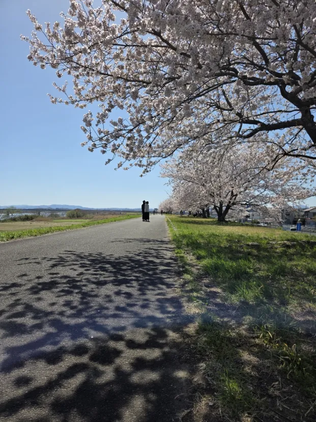 お花見　阿武隈川堤防