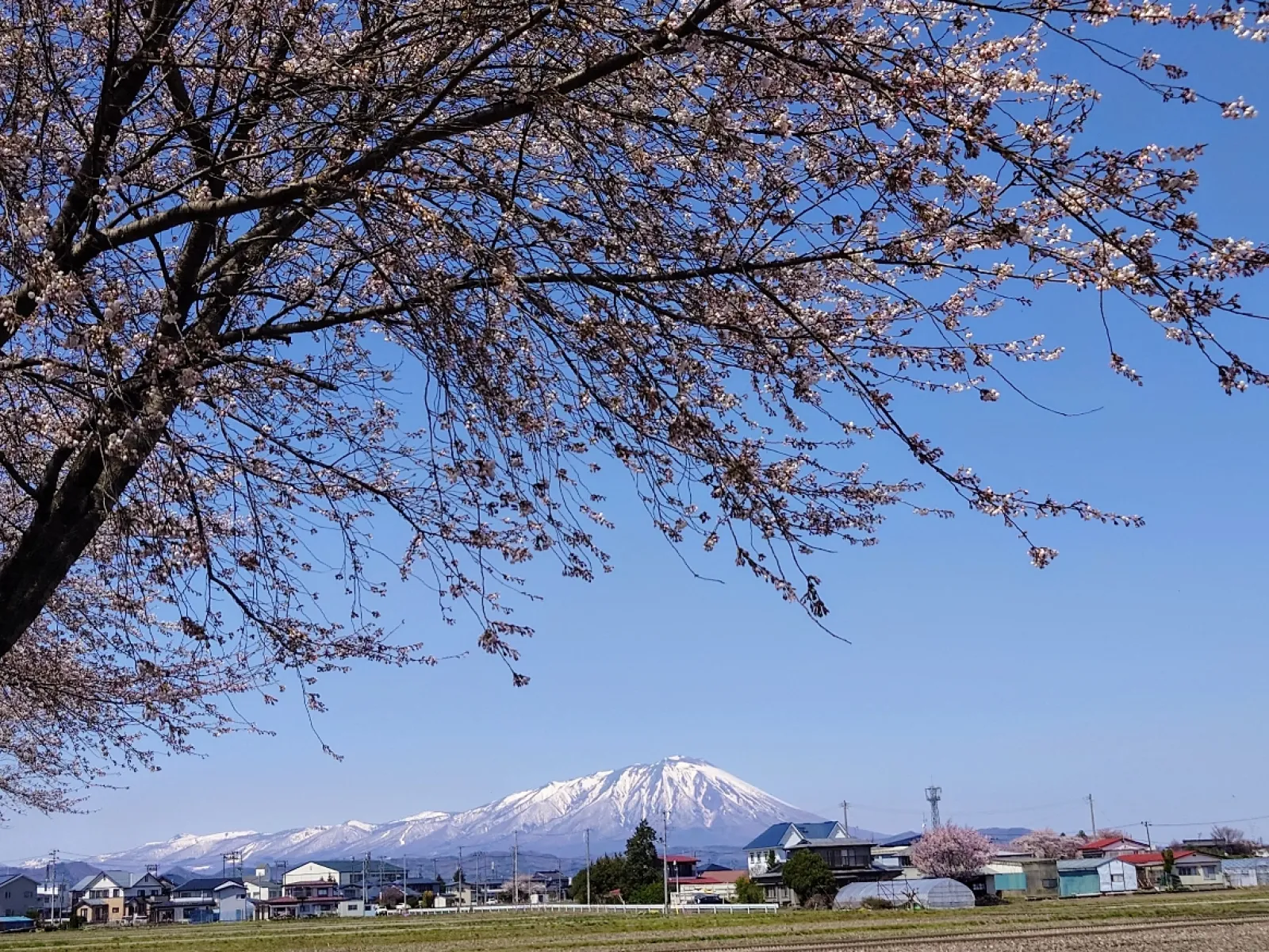 桜と岩手山