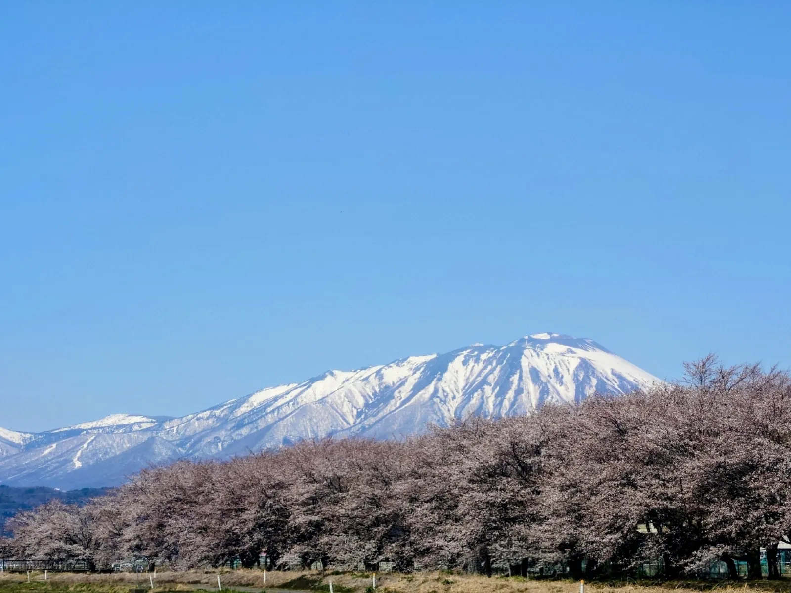 桜と岩手山
ここには駐車場は無いので桜並木沿の農道の砂利道に路駐する事に成ります。