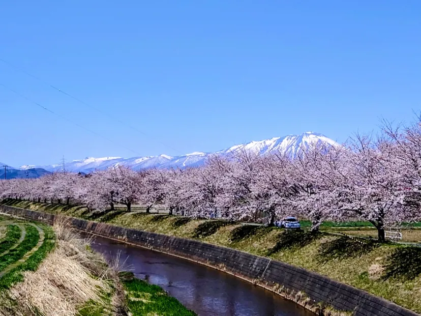 絆の桜並木（鹿妻本堰）