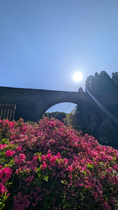 ツツジと通潤橋