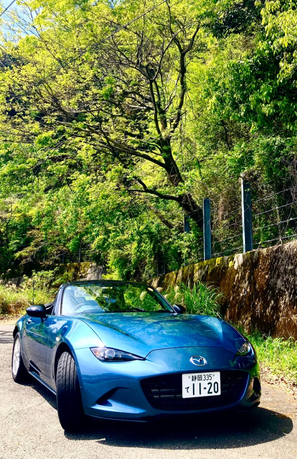 ちょとした木陰でも、新緑は感じることができます。