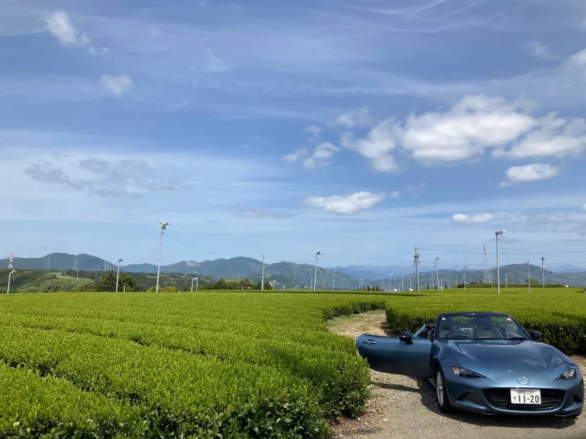 ND 山燃ゆる、茶萠ゆる、素敵な風流るる