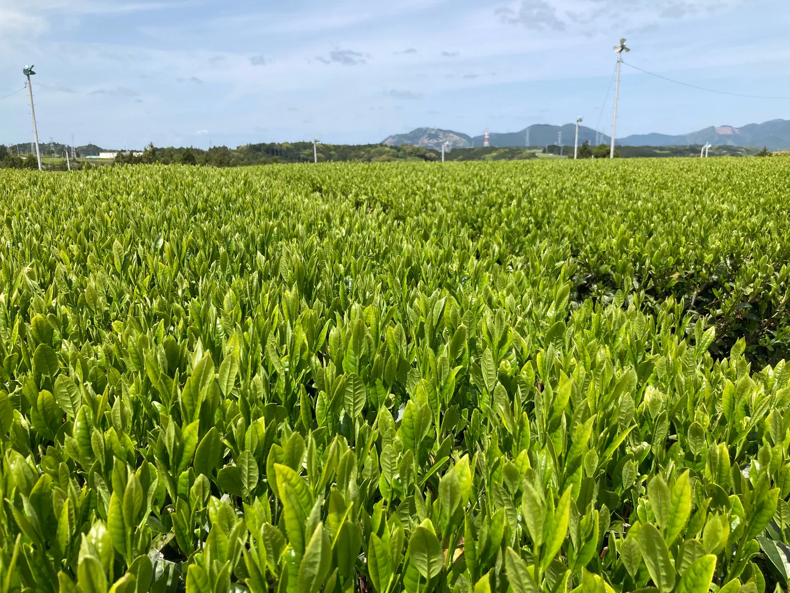新茶シーズンのこの緑映えの季節が大好きです。 
ND.NBと一番最初にお茶畑を流して、季節の変わり目を感じる大好きな時間、大切なルーティンです。
新茶はGWに出始め、また新しい春から初夏に季節が移って、自然の活力が漲ります。