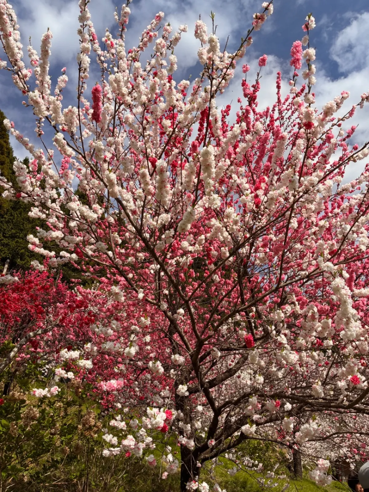 八重桜