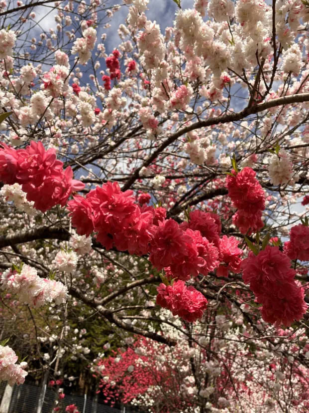八重桜が綺麗に咲いてました