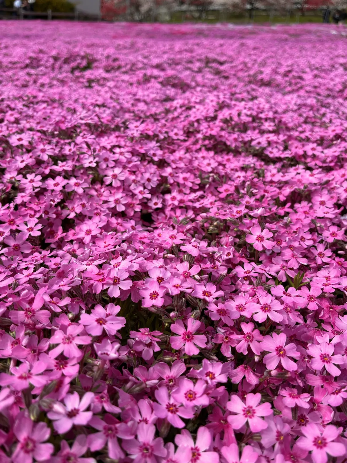 國田家の芝桜