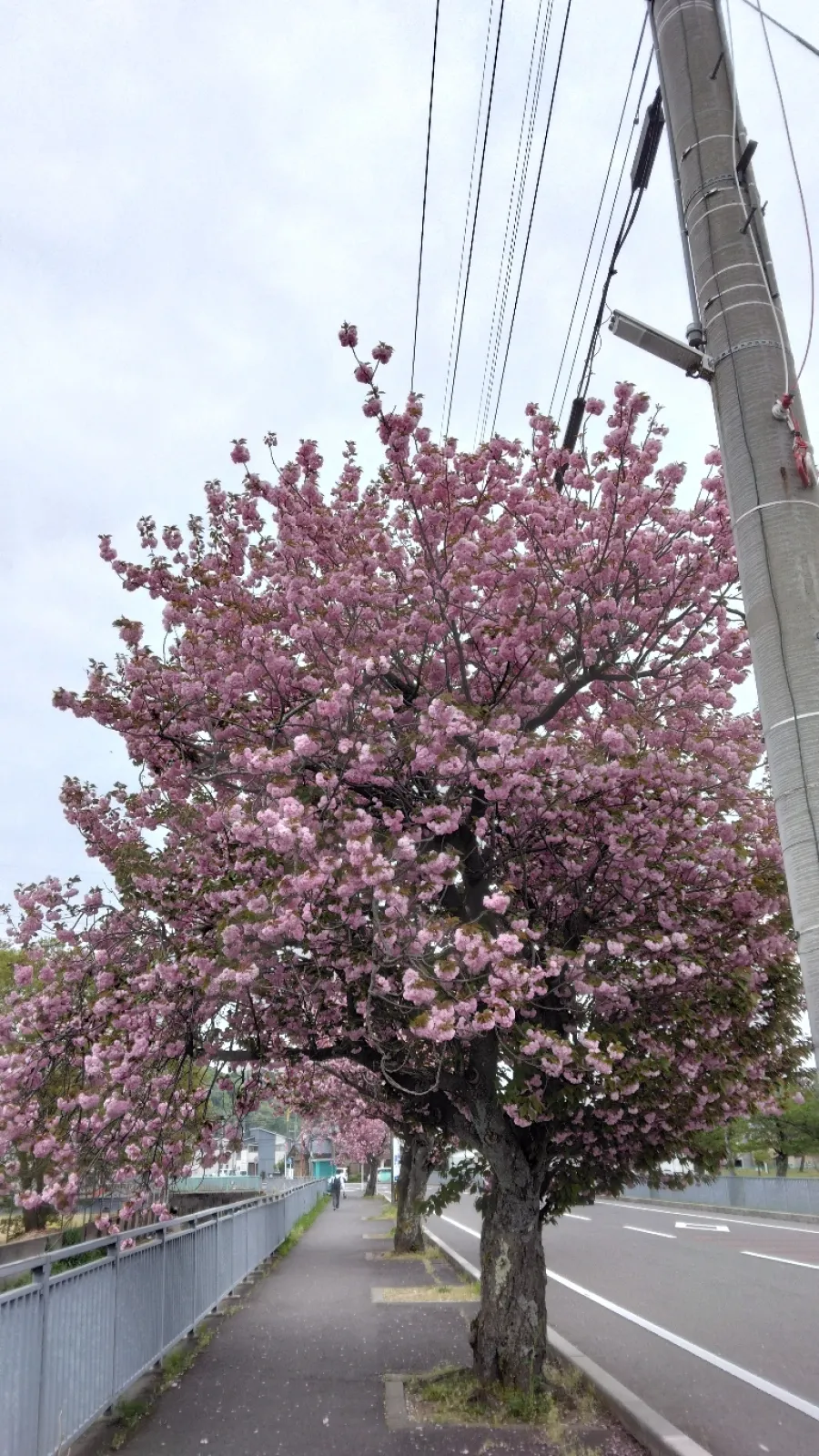 曇り空ですが、桜は満開です