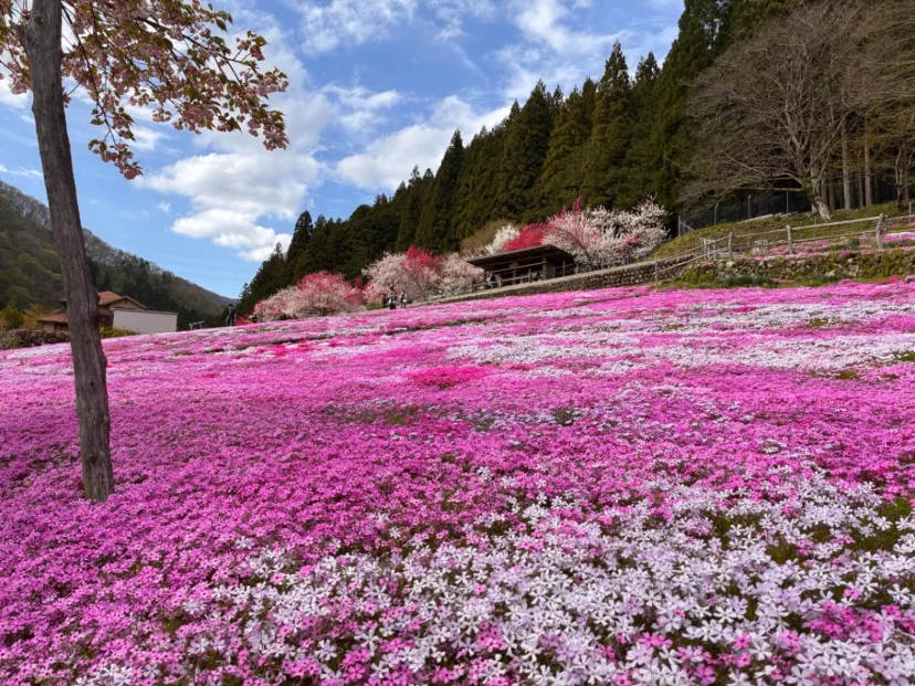 芝桜が見頃でした