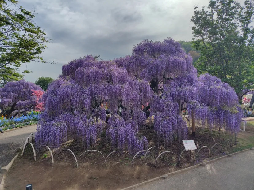 あしかがフラワーパーク