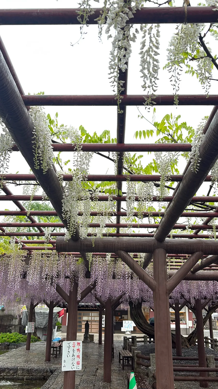 藤の花