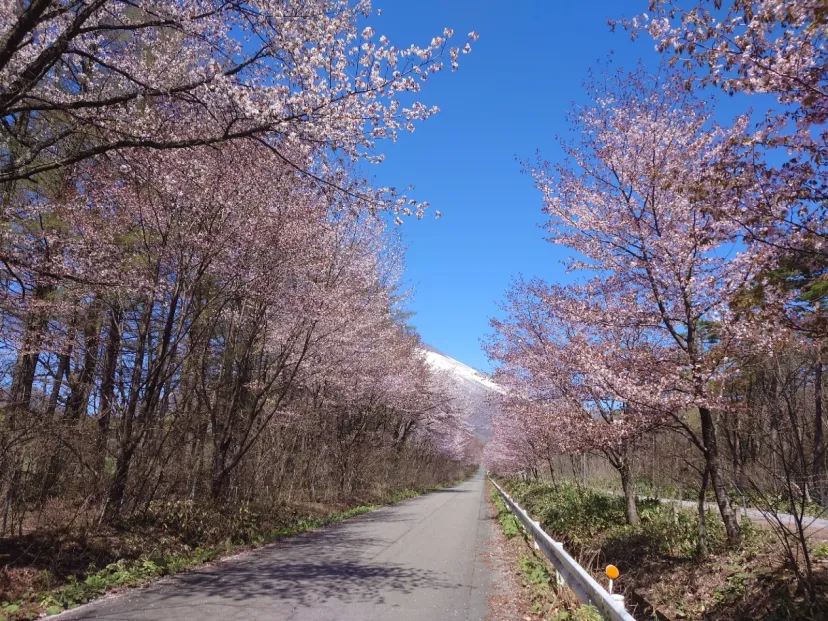 岩手山馬返し登山口への桜並木