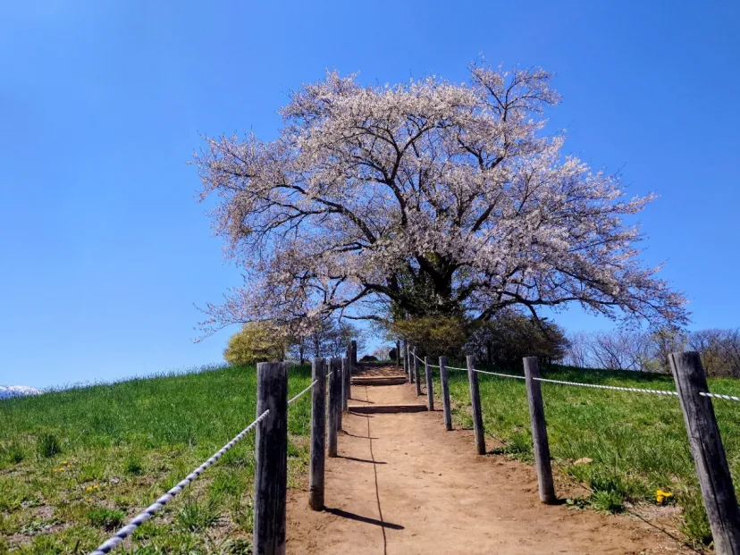 為内（いない）の一本桜