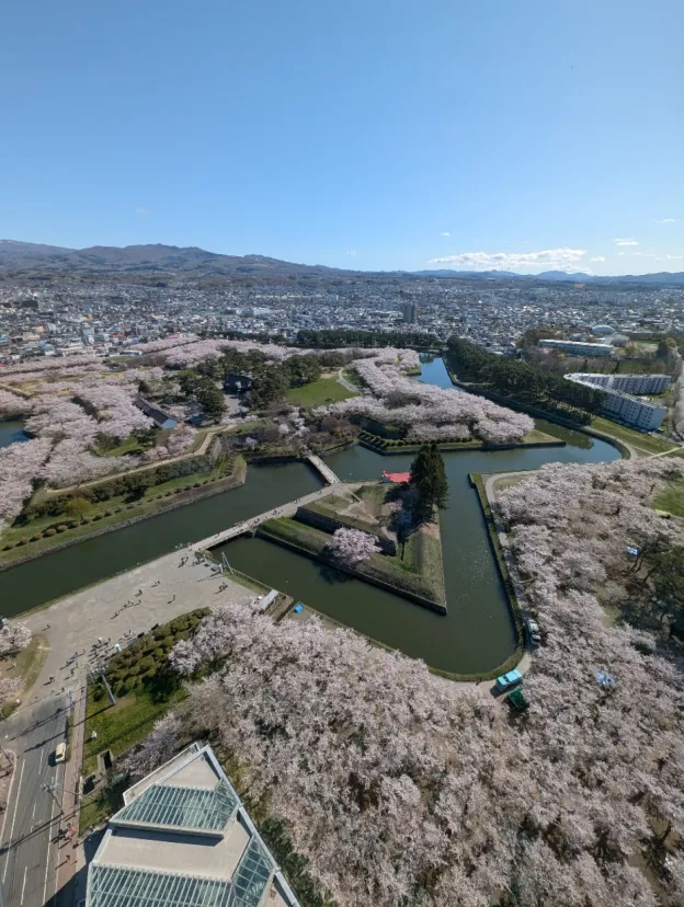 五稜郭公園の桜