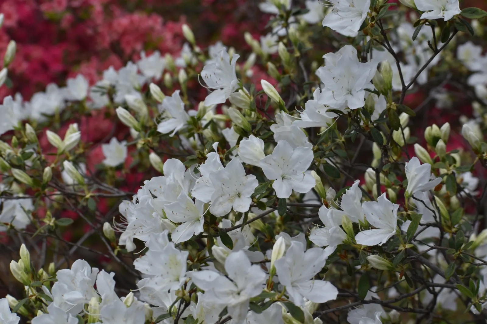 「家族だから愛したんじゃなくて、愛したのが家族だった」でのシーイン第6話で、七美と草太が遊園地のジェットコースターに乗りに行った話で、群馬県伊勢崎市の華蔵寺公園が使われていました。
割と、近くにある遊園地です。
ちょっと前のドラマ、「VRおじさんの初恋」でも、つかわれていました。