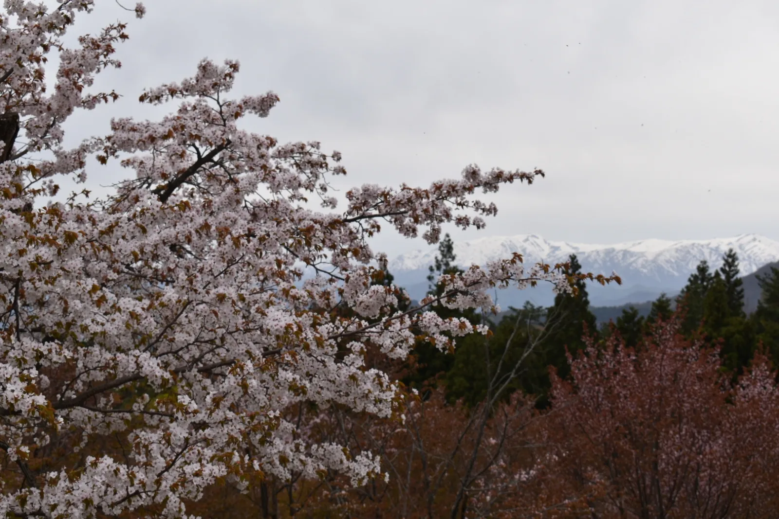残雪の山と桜。