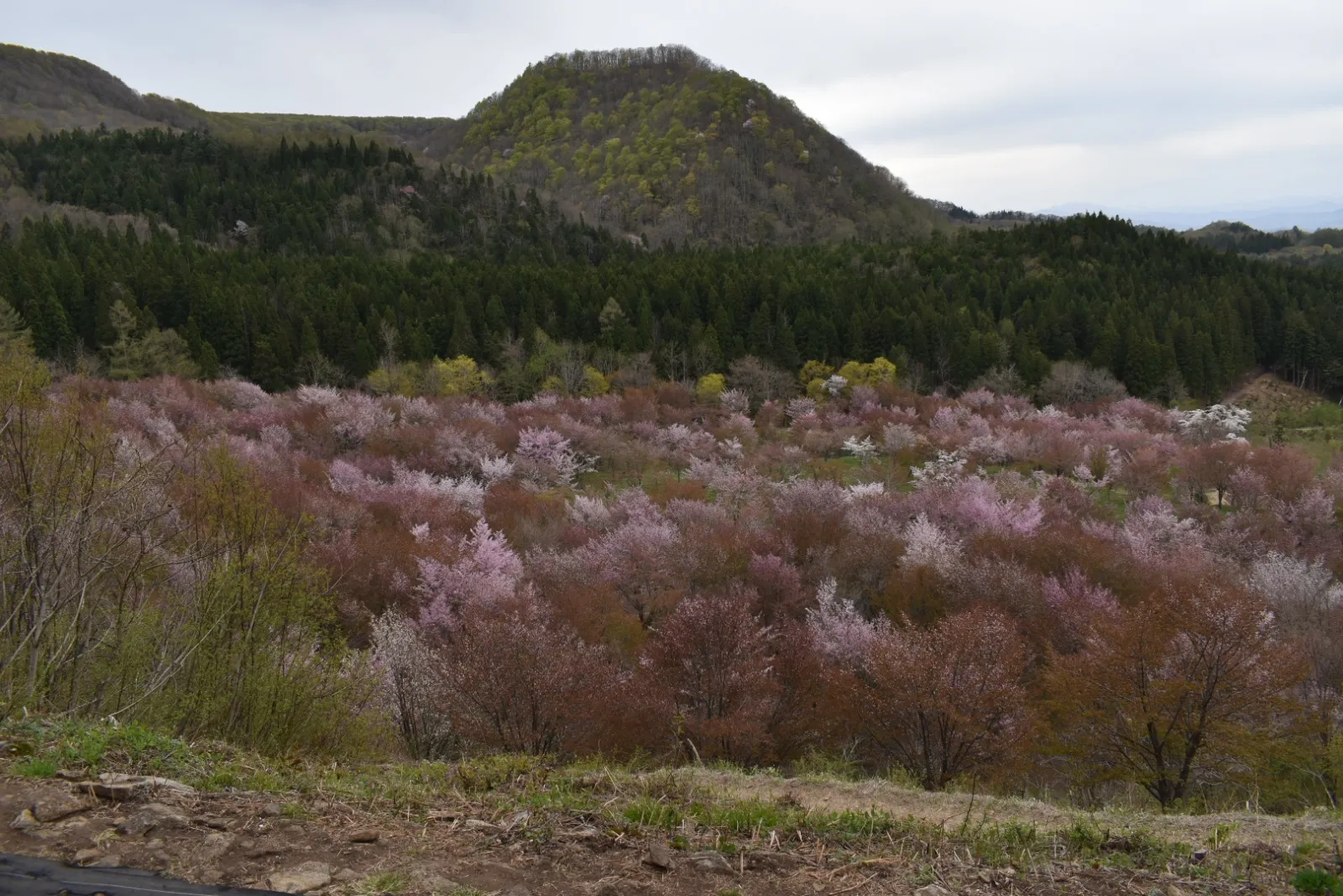 裏磐梯の桜峠。この時期だけの絶景😃