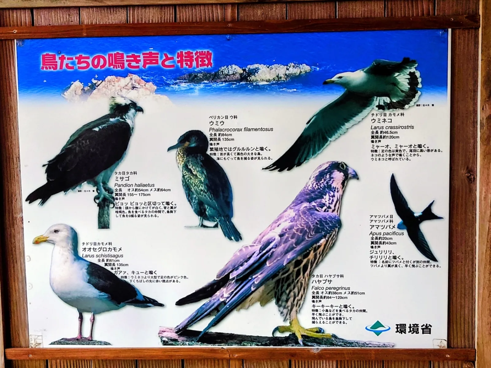 東屋の中には周辺に生息する野鳥の説明看板がありました。