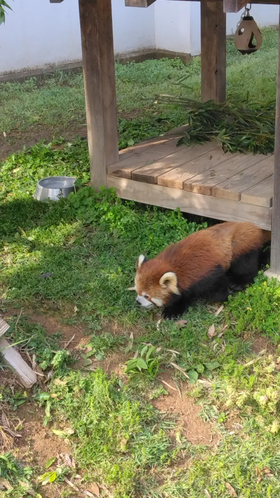 西山公園のレッサーパンダ癒やされます